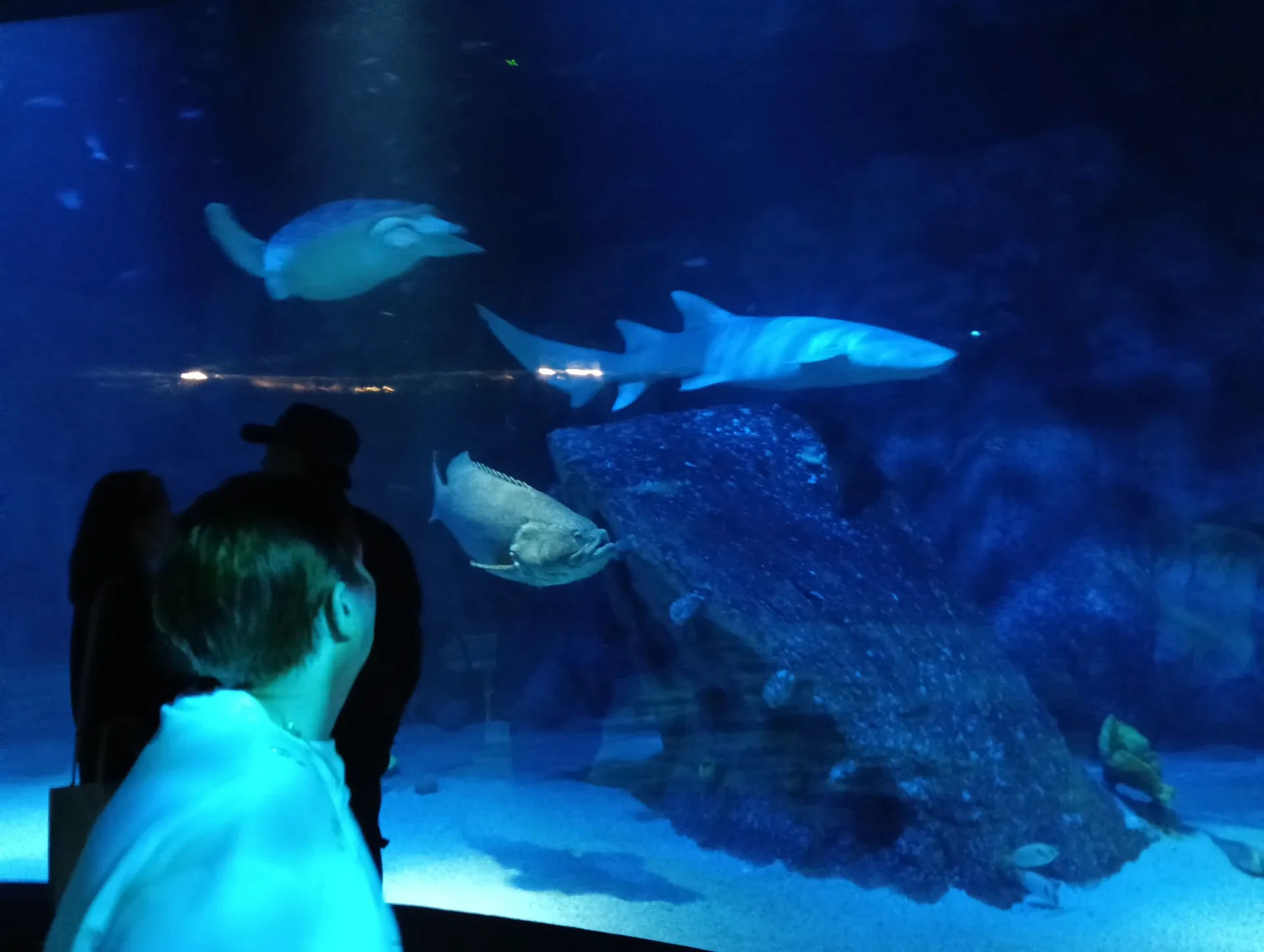 Exploring the underwater world